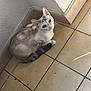 cat, blue_eyes, sitting, floor, indoor, corner, tile_floor, looking_up, fur_pattern, domestic_cat, pet, whiskers, ears, tail, curious, light_and_shadow, wall, quiet, calm, cute