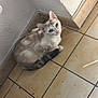 cat, blue_eyes, sitting, tile_floor, corner, indoor, curious, pet, feline, whiskers, ears, tail, light_and_shadow, texture, looking_up, animal, domestic, cute, fur, resting