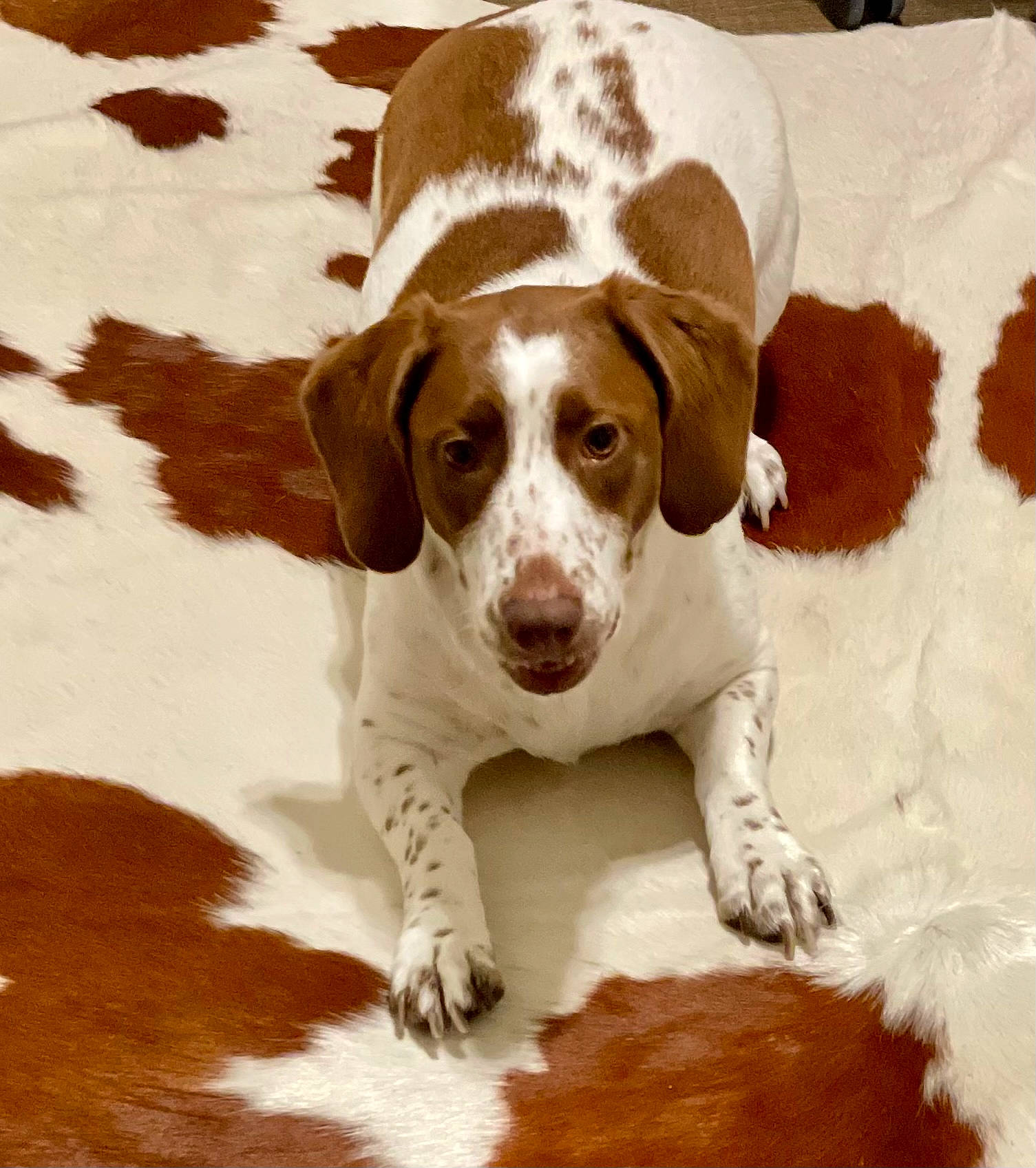 Sadie Bug joined the competition — help win amazing prizes! ball, canidae, carnivore, companion_dog, dog, dog_breed, fawn, hound, hunting_dog, liver, paw, snout, snow, sporting_group, tail, working_animal