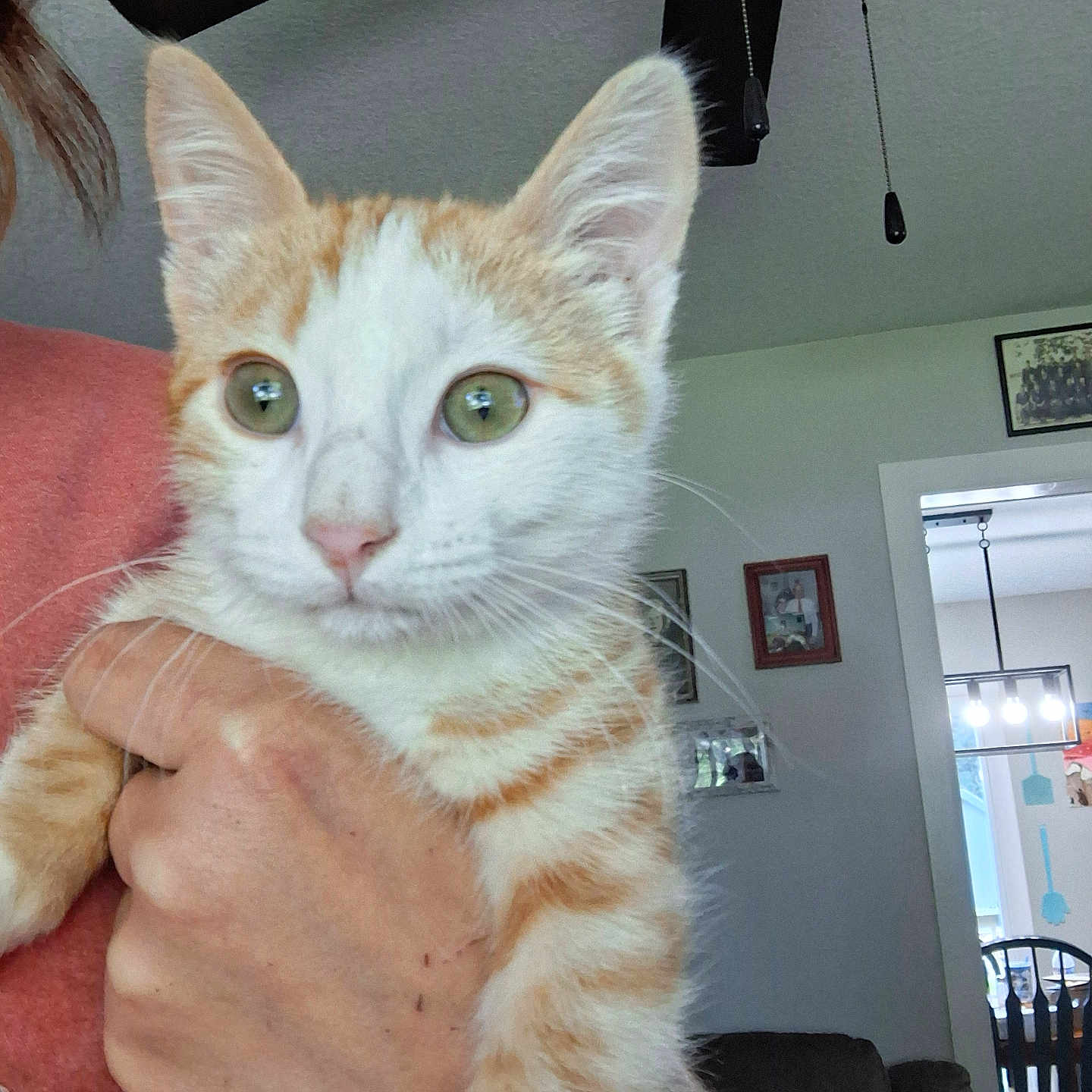 Chester Cheeto is registered to the contest to win money with this photo: cat, ceiling_fan, chair, cute, dining_room, doorway, furniture, green_eyes, hand, holding, indoor, kitten, light_fixture, living_room, orange_and_white, person, pet, table, wall_art, window