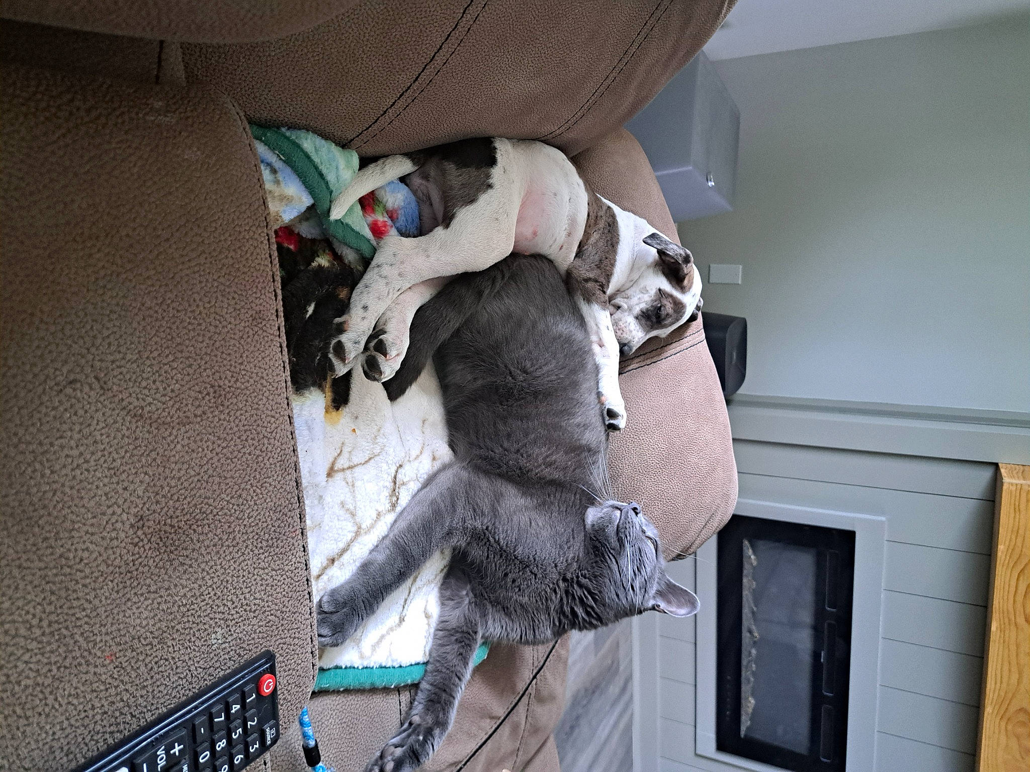 Angel Mae is registered to the contest to win money with this photo: art, bag, carmine, comfort, fictional_character, flooring, fur, grey, linens, pattern, personal_protective_equipment, plush, room, stuffed_toy, toy, visual_arts, wool