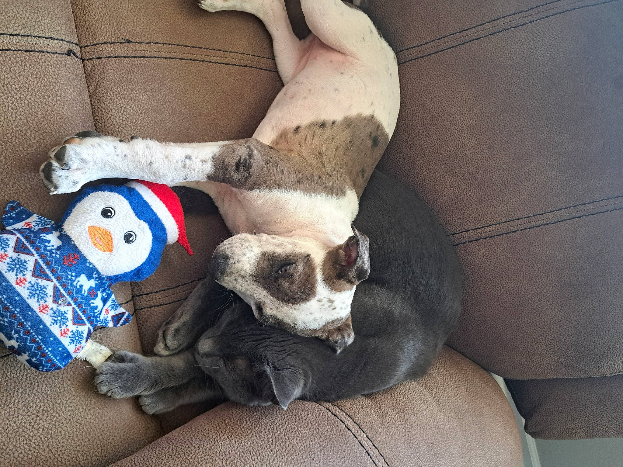 Angel Mae is registered to the contest to win money with this photo: carnivore, comfort, companion_dog, couch, dog, dog_breed, dog_supply, fawn, felidae, fur, linens, paw, pet_supply, small_to_medium_sized_cats, snout, sporting_group, tail, toy, whiskers, working_animal