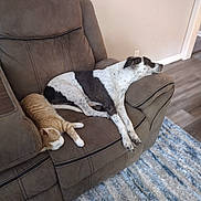 Angel Mae joined the competition — help win amazing prizes! black_and_white_dog, brown_couch, calm, cat, companion_animals, couch, dog, domestic_animals, floor_rug, furniture, home_interior, indoor, living_room, nap, orange_cat, pet, relaxing, resting, sleeping, wood_floor