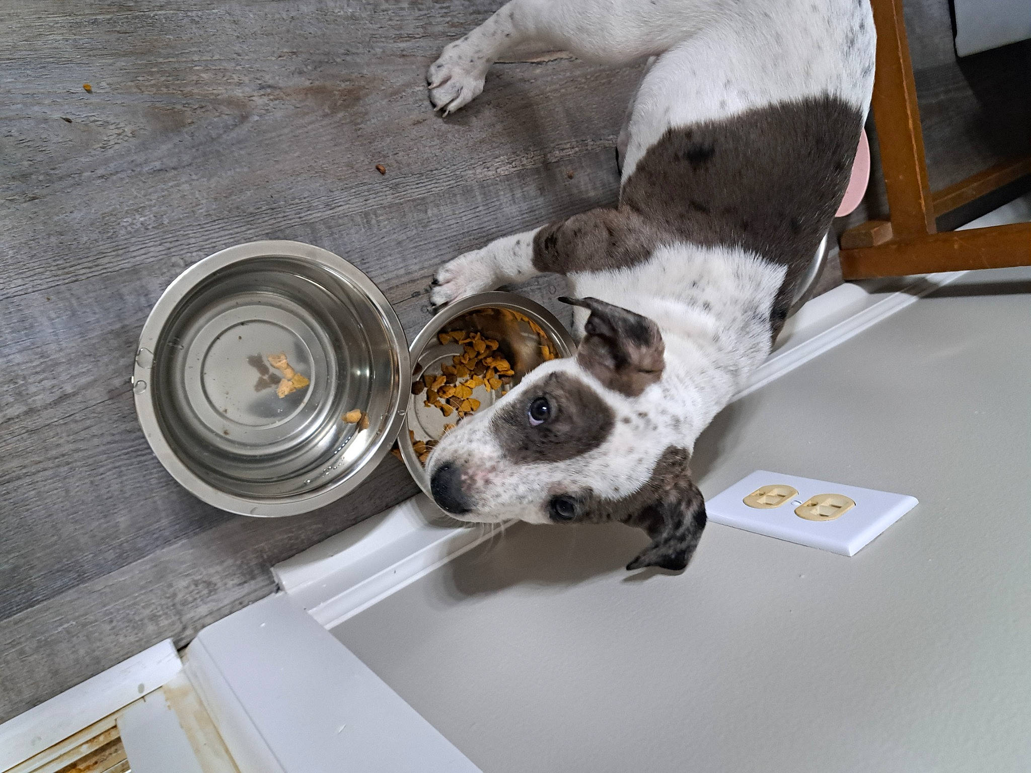 Angel Mae is registered to the contest to win money with this photo: carnivore, companion_dog, dog, dog_breed, felidae, pet_supply, sporting_group, wood