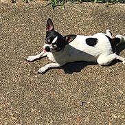 Bitty joined the competition — help win amazing prizes! dog, small_dog, black_and_white, sunbathing, outdoor, concrete, tongue_out, relaxing, pet, animal, sunlight, daytime, ears_up, lying_down, closeup, shadow, nature, grass, happy, cute