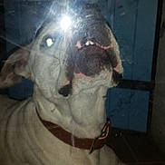 Saxo participe au concours pour gagner de l'argent avec cette photo : dog, flash, glass, reflection, collar, pet, indoor, closeup, animal, canine, snout, mouth, teeth, fur, brown_collar, looking_up, light_reflection, blurry, face, curious