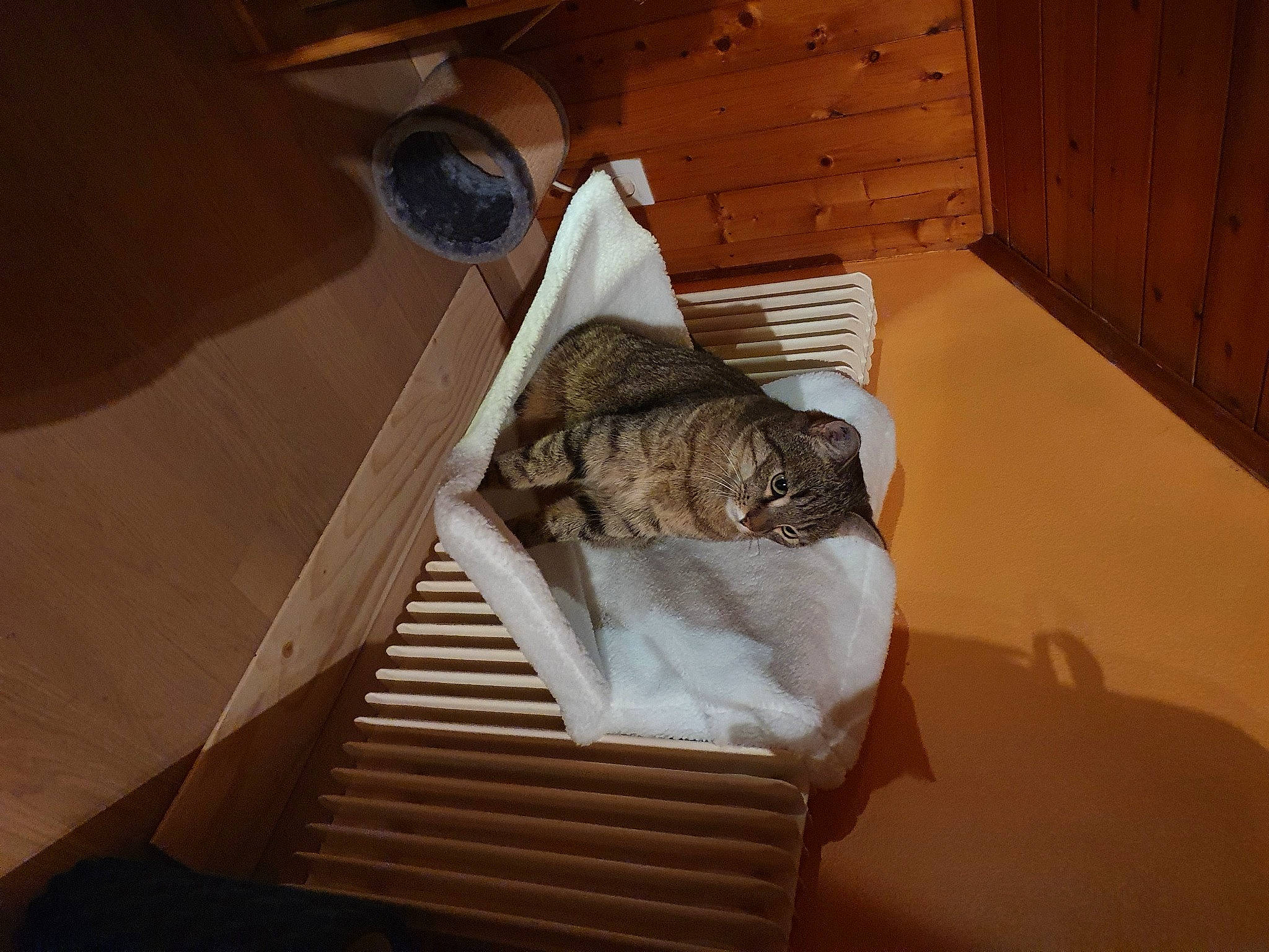 Everest a rejoint le concours — aidez-le/la à gagner de superbes lots ! bed, bed_frame, bedding, carnivore, cat, ceiling, ceiling_fan, comfort, felidae, floor, flooring, hardwood, house, lamp, linens, living_room, mechanical_fan, room, small_to_medium_sized_cats, wood