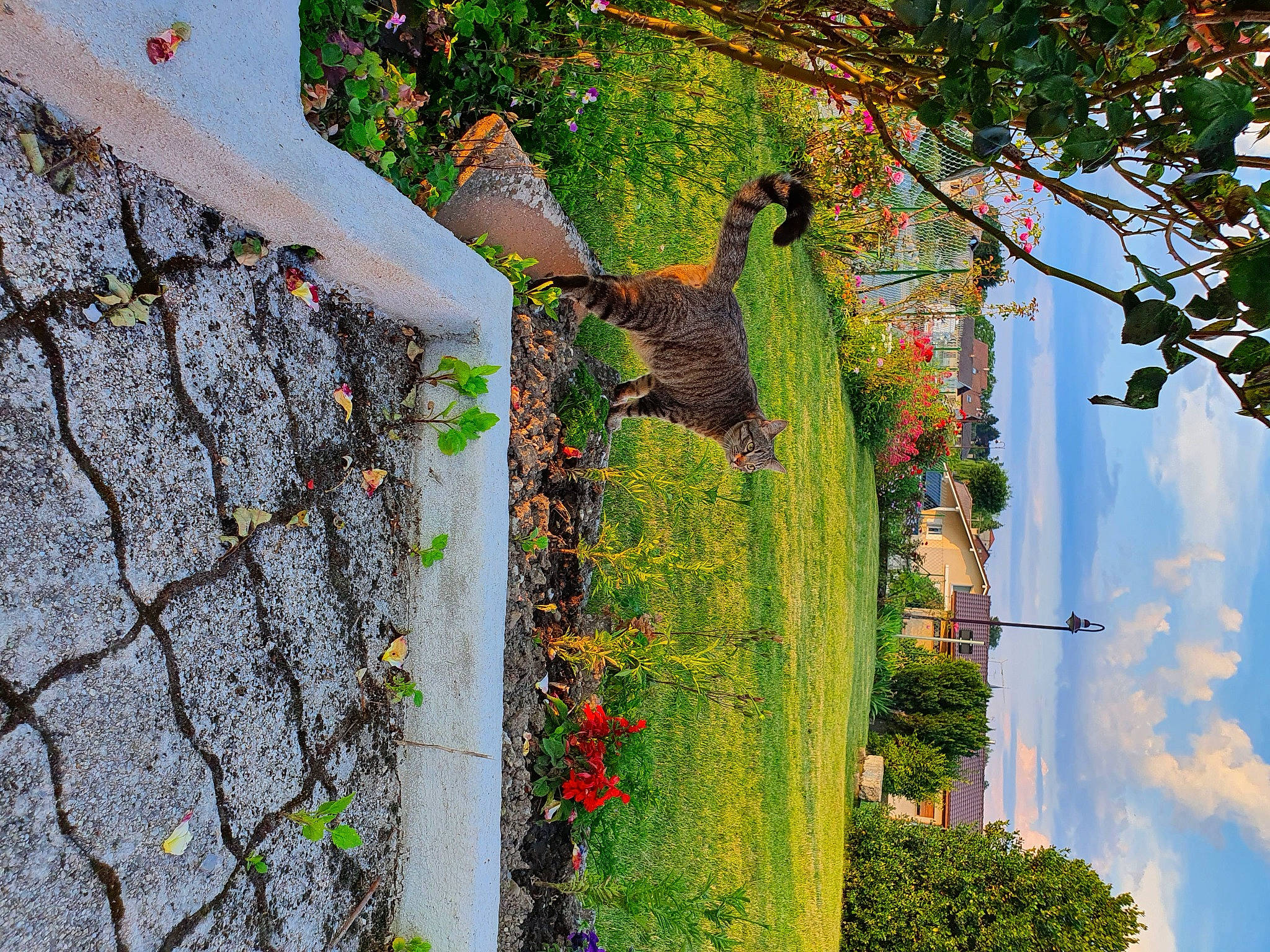 Everest participe au concours pour gagner de l'argent avec cette photo : biome, botany, branch, building, cloud, flower, line, neighbourhood, plant, sky, street_light, sunlight, tree, trunk, twig, urban_design, vegetation, wall, window, woody_plant