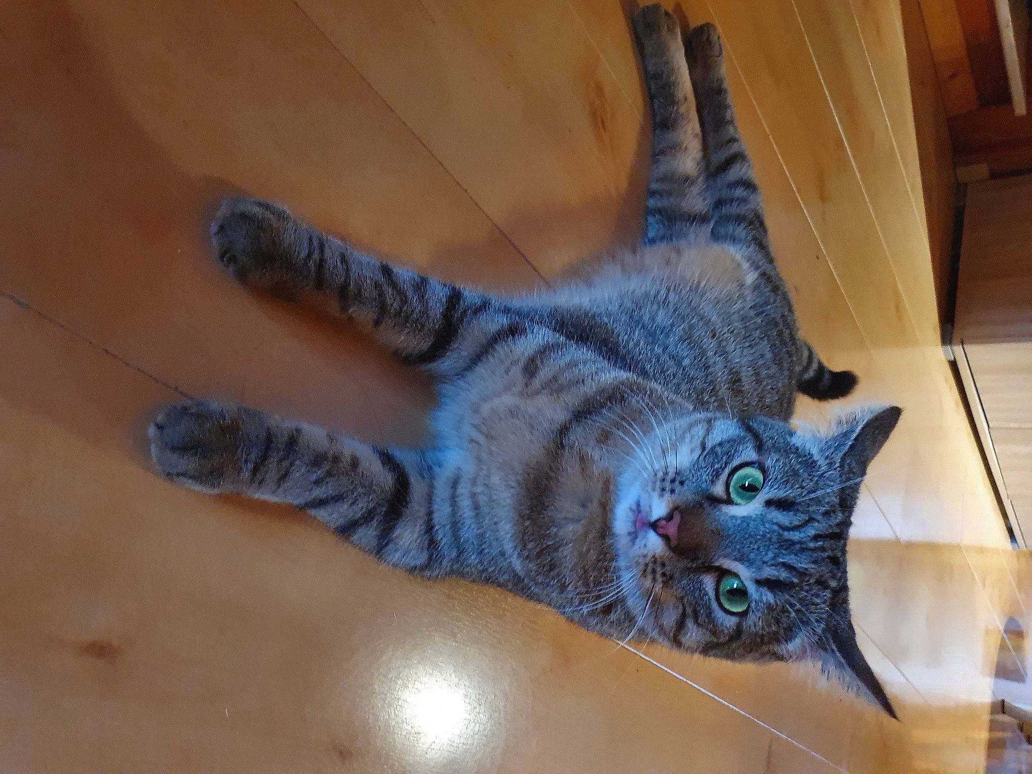 Everest participe au concours pour gagner de l'argent avec cette photo : black_cat, carnivore, cat, chartreux, claw, comfort, domestic_short_haired_cat, fawn, felidae, flooring, foot, fur, hardwood, human_leg, paw, small_to_medium_sized_cats, snout, tail, whiskers, wood