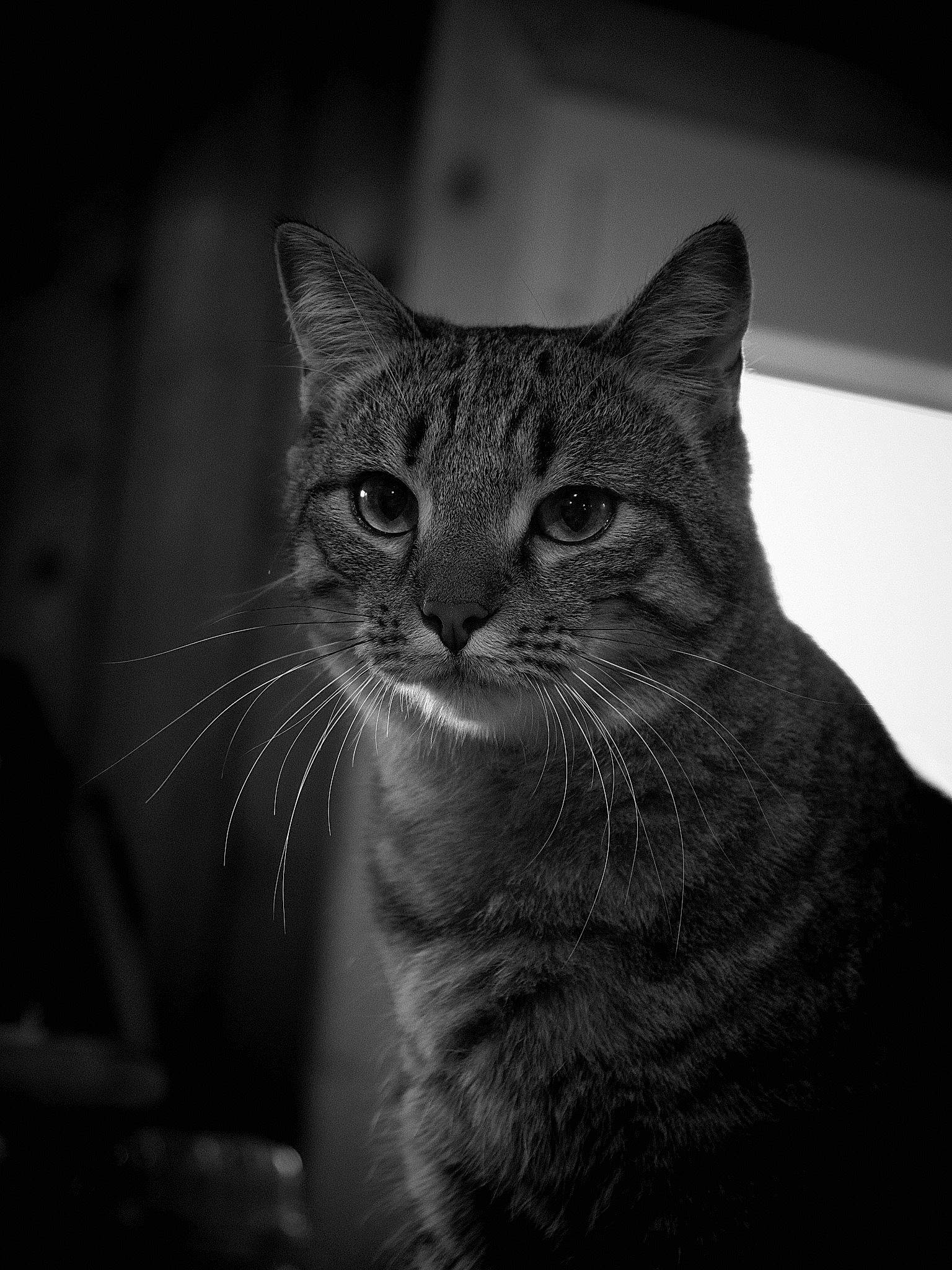 Everest a rejoint le concours — aidez-le/la à gagner de superbes lots ! carnivore, cat, close_up, darkness, domestic_short_haired_cat, felidae, fur, grey, mammal, monochrome, monochrome_photography, small_to_medium_sized_cats, snout, terrestrial_animal, whiskers, wildlife, window