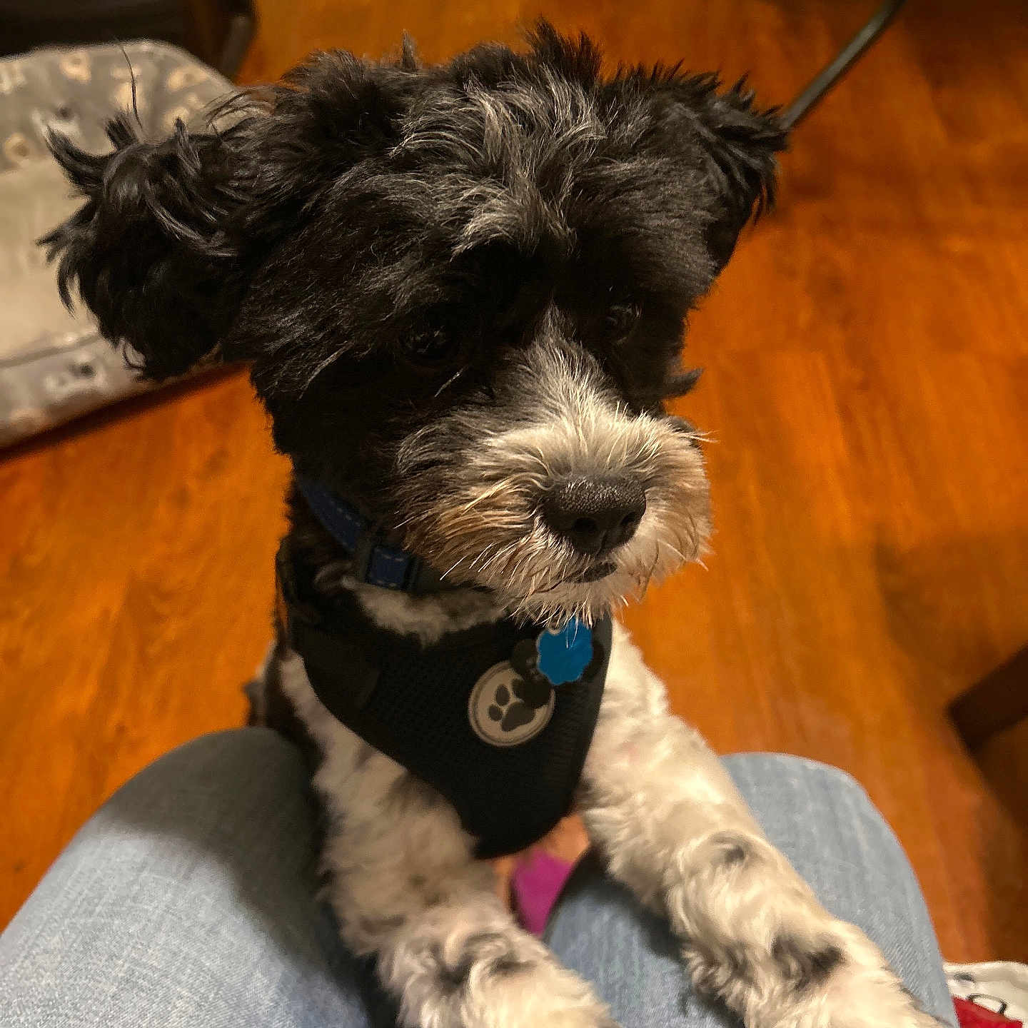 Oreo is registered to the contest to win money with this photo: accessories, affenpinscher, animal, canine, clothing, cockerspaniel, collar, couch, dog, furniture, hardwood, pants, pet, plywood, poodle, puppy, strap, terrier, whitedog, wood