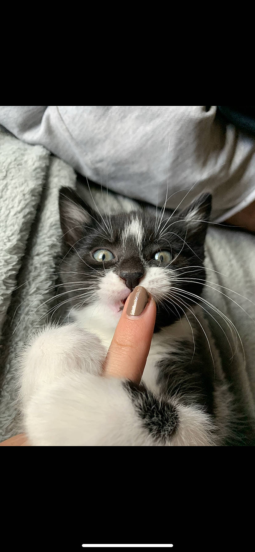 Dipper is registered to the contest to win money with this photo: carnivore, cat, claw, comfort, domestic_short_haired_cat, eye, felidae, foot, fur, gesture, grey, love, monochrome_photography, nap, nose, paw, small_to_medium_sized_cats, snout, tail, whiskers