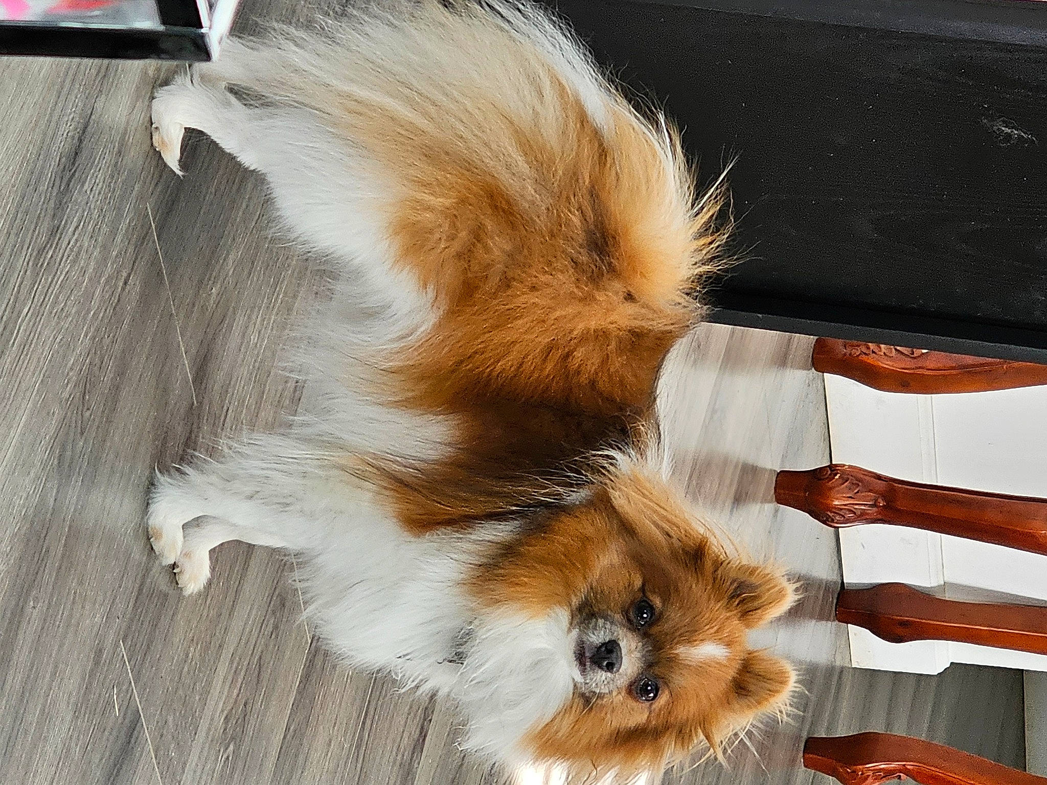 Dusty joined the competition — help win amazing prizes! canidae, carnivore, claw, companion_dog, dog, dog_breed, fawn, felidae, fur, liver, paw, snout, sporting_group, tail, terrestrial_animal, toy_dog, whiskers, wood