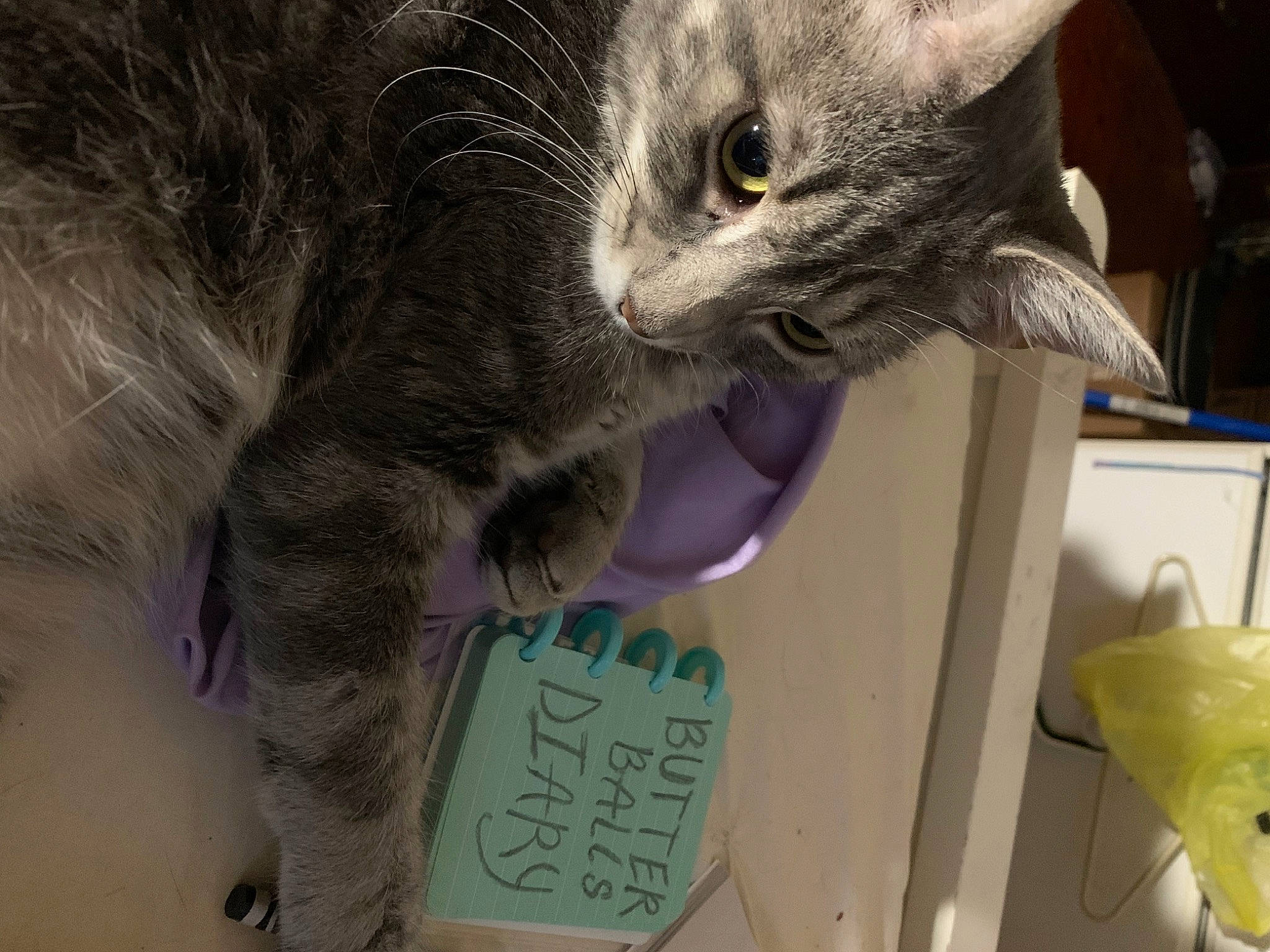 Butterball is registered to the contest to win money with this photo: carnivore, cat, cat_supply, claw, domestic_short_haired_cat, felidae, fur, handwriting, paw, photography, small_to_medium_sized_cats, snout, stuffed_toy, tail, vertebrate, whiskers