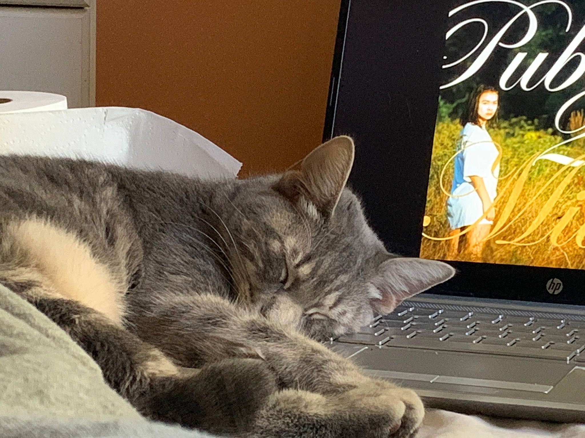 Butterball is registered to the contest to win money with this photo: carnivore, cat, comfort, computer, computer_keyboard, felidae, flat_panel_display, gadget, grey, input_device, laptop, netbook, output_device, peripheral, personal_computer, small_to_medium_sized_cats, space_bar, tail, touchpad, whiskers