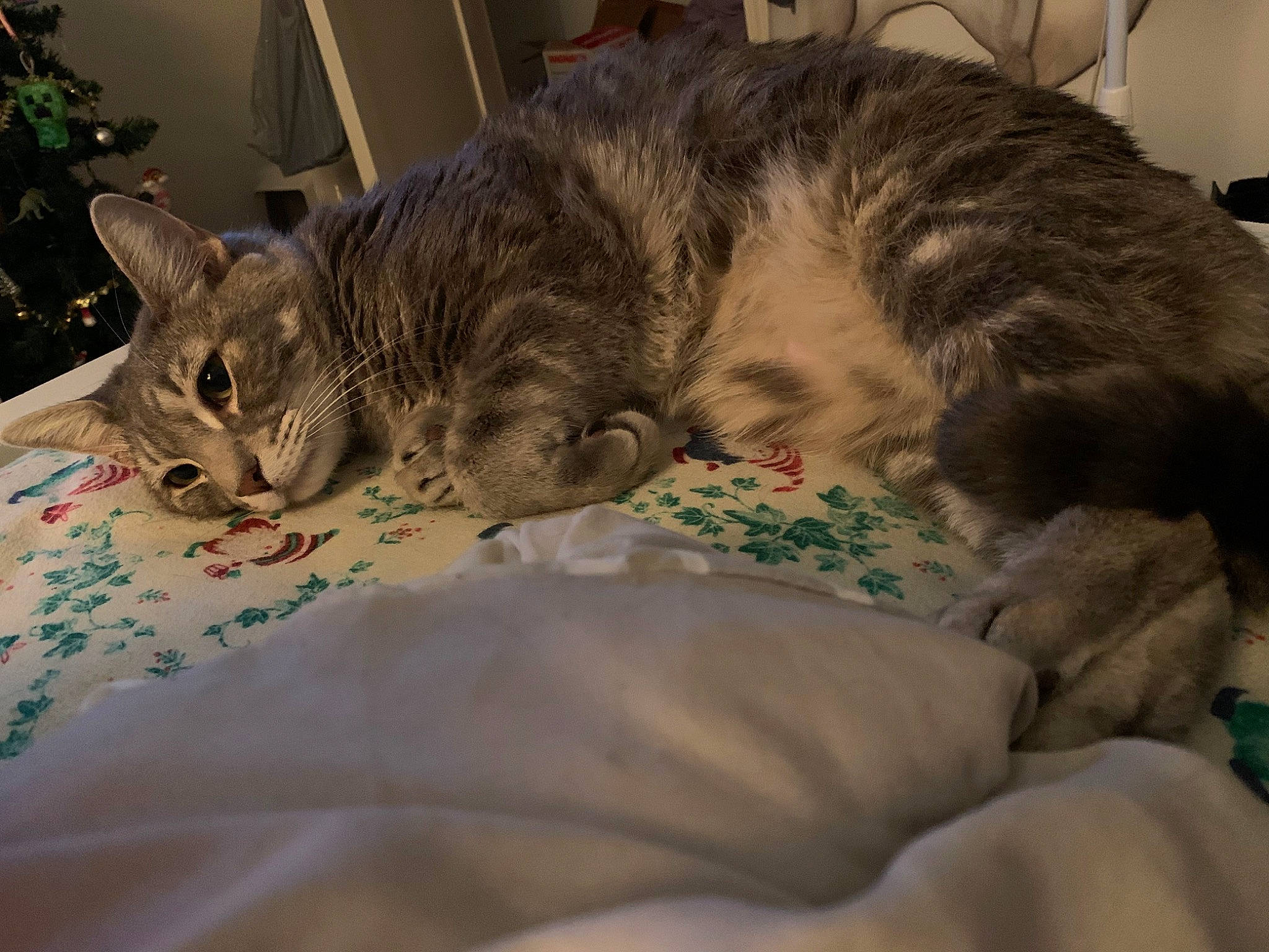 Butterball joined the competition — help win amazing prizes! bed, bedding, blanket, carnivore, cat, cat_bed, claw, comfort, domestic_short_haired_cat, felidae, fur, houseplant, linens, nap, paw, plant, small_to_medium_sized_cats, snout, tail, whiskers