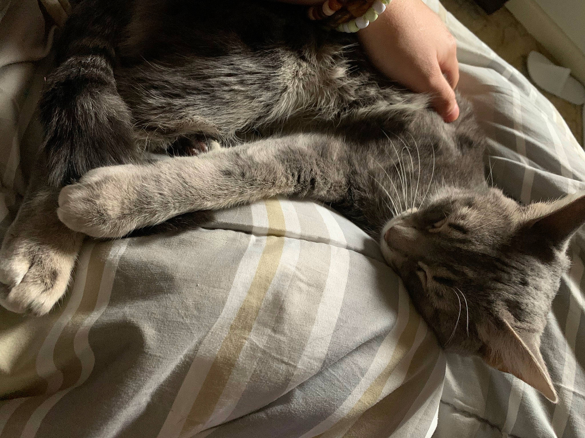 Butterball joined the competition — help win amazing prizes! carnivore, cat, claw, comfort, companion_dog, domestic_short_haired_cat, felidae, fur, gesture, grey, linens, nap, paw, sleep, small_to_medium_sized_cats, tail, whiskers