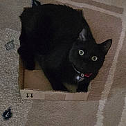 Shadow is registered to the contest to win money with this photo: black_cat, cat, box, cardboard, carpet, indoor, pet, animal, feline, cute, curious, wide_eyes, collar, floor, home, small_box, relaxed, sitting, looking_up, domestic_cat