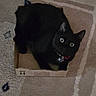 black_cat, cat, box, cardboard, carpet, indoor, pet, animal, feline, cute, curious, wide_eyes, collar, floor, home, small_box, relaxed, sitting, looking_up, domestic_cat
