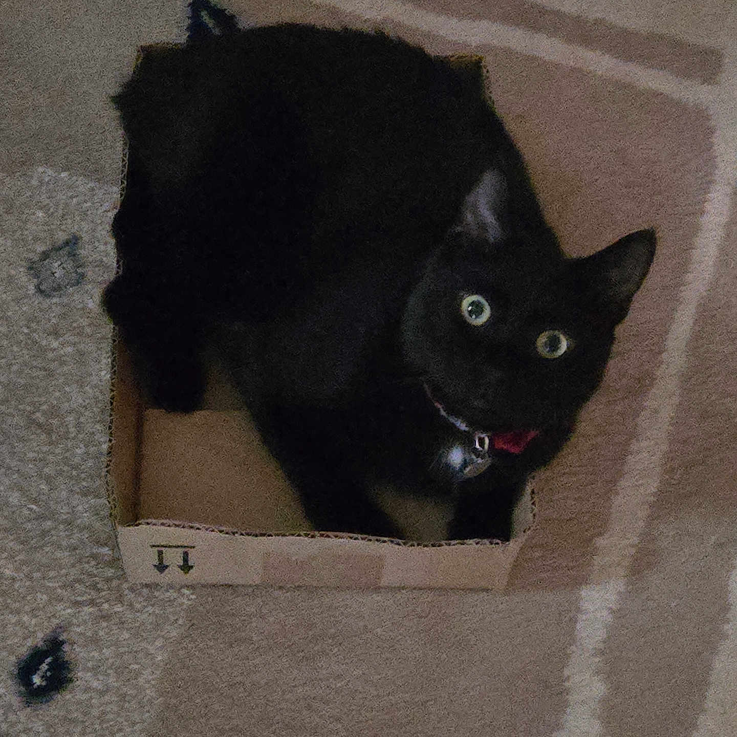 Shadow is registered to the contest to win money with this photo: black_cat, cat, box, cardboard, carpet, indoor, pet, animal, feline, cute, curious, wide_eyes, collar, floor, home, small_box, relaxed, sitting, looking_up, domestic_cat
