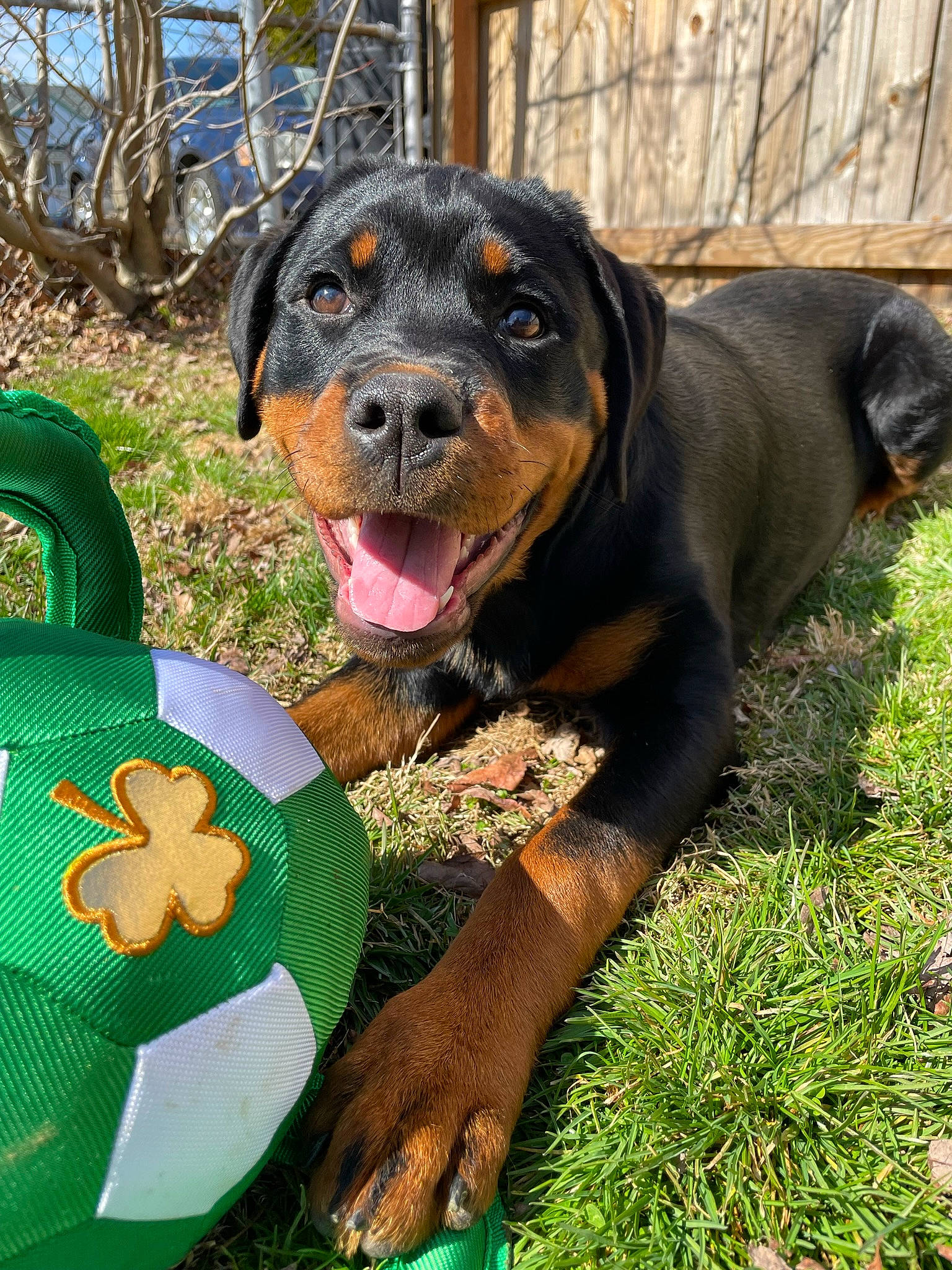 Reese is registered to the contest to win money with this photo: canidae, carnivore, companion_dog, dog, dog_breed, dog_supply, fence, grass, green, guard_dog, happy, hound, people_in_nature, plant, rottweiler, snout, sporting_group, terrestrial_animal, working_animal, working_dog