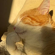 Tyboo participe au concours pour gagner de l'argent avec cette photo : cat, ginger_cat, white_fur, sleeping, paw, sunlight, indoor, cozy, relaxed, feline, pet, closeup, whiskers, ear, soft_fur, resting, comfort, shadow, animal, cute