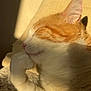 cat, ginger_cat, white_fur, sleeping, paw, sunlight, indoor, cozy, relaxed, feline, pet, closeup, whiskers, ear, soft_fur, resting, comfort, shadow, animal, cute