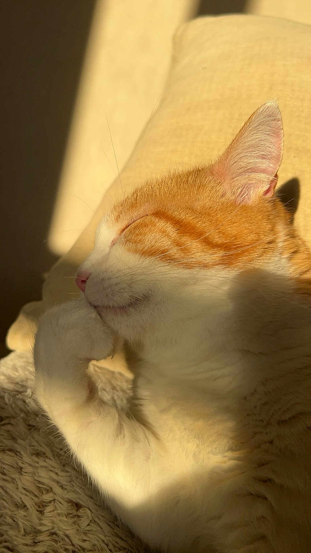 Tyboo participe au concours pour gagner de l'argent avec cette photo : animal, cat, closeup, comfort, cozy, cute, ear, feline, ginger_cat, indoor, paw, pet, relaxed, resting, shadow, sleeping, soft_fur, sunlight, whiskers, white_fur
