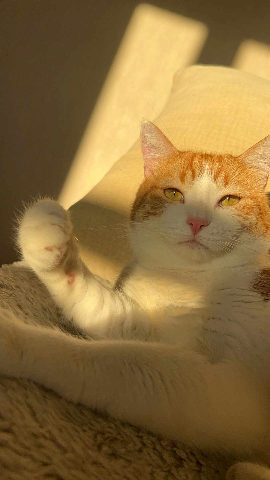 Tyboo a rejoint le concours — aidez-le/la à gagner de superbes lots ! cat, orange_and_white, paw, feline, pet, sunlight, relaxed, cozy, blanket, indoor, fur, whiskers, cute, animal, mammal, resting, portrait, yellow_eyes, soft, comfort
