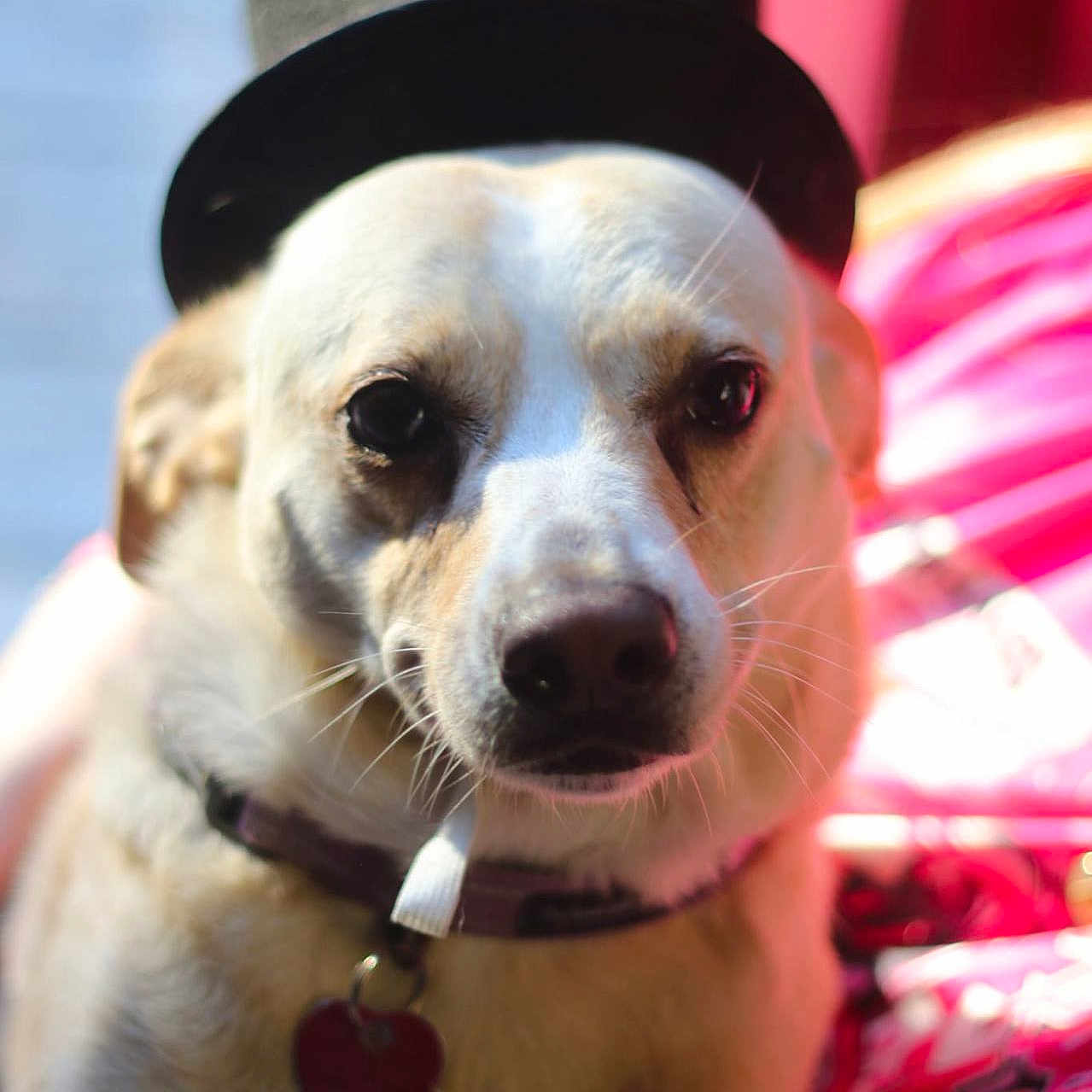 Millie May is registered to the contest to win money with this photo: animal, background, close_up, collar, colorful, cute, dog, expression, face, focus, fur, hat, indoor, light, pet, portrait, shadow, tag, top_hat, whiskers