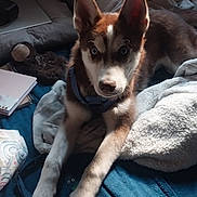 Damian Martinez joined the competition — help win amazing prizes! animal, bed, blanket, blue_eyes, cozy, curious, cute, dog, domestic, ears, fur, husky, indoor, laying_down, notebook, paws, pet, puppy, resting, soft_light