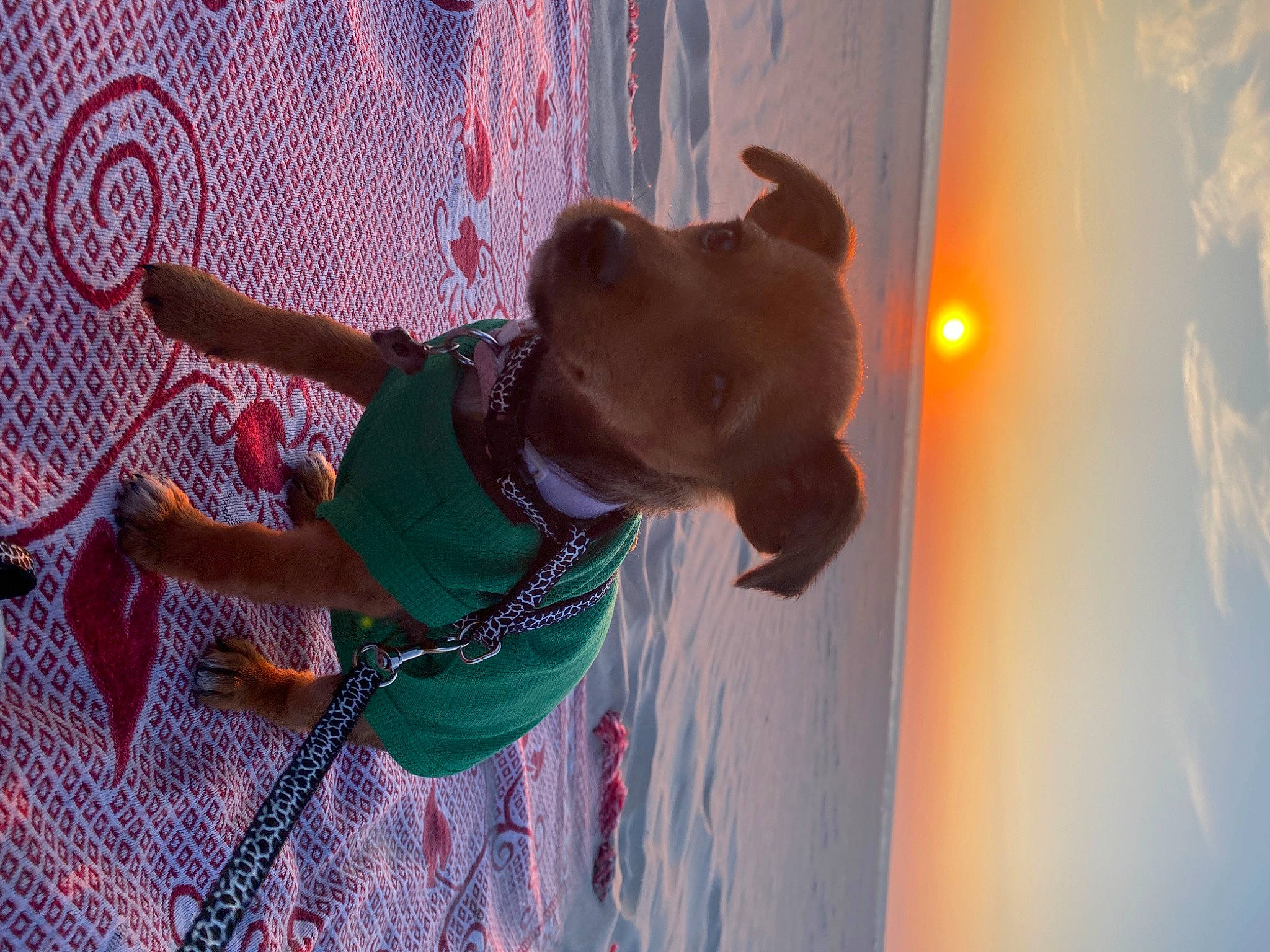 Bonnie a rejoint le concours — aidez-le/la à gagner de superbes lots ! carnivore, collar, dog, dog_breed, dog_collar, fashion_accessory, fawn, fun, guard_dog, happy, leash, magenta, recreation, sky, smile, snout, sporting_group, water, window, working_animal