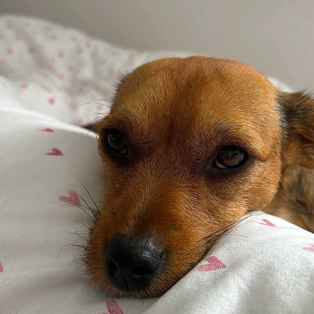 Bonnie participe au concours pour gagner de l'argent avec cette photo : animal, beagle, bed, blanket, canine, chihuahua, cockerspaniel, dog, furniture, homedecor, hound, labradorretriever, linen, person, pet, puppy, sleeping, snout, terrier, towel