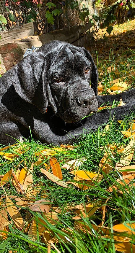 King Kong joined the competition — help win amazing prizes! carnivore, companion_dog, dog, dog_breed, eye, fawn, fur, garden, grass, groundcover, gun_dog, leaf, liver, plant, snout, sporting_group, terrestrial_animal, tree, working_animal, wrinkle