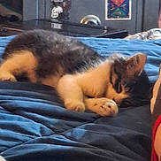 Mittens is registered to the contest to win money with this photo: animal, bed, blue_blanket, closeup, comfort, cozy, cute, domestic, feline, fur, home, indoor, kitten, paw, pet, relaxation, resting, sleeping, small, tabby