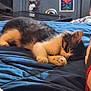 animal, bed, blue_blanket, closeup, comfort, cozy, cute, domestic, feline, fur, home, indoor, kitten, paw, pet, relaxation, resting, sleeping, small, tabby