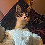 Mittens joined the competition — help win amazing prizes! animal, blanket, cat, comfortable, cozy, curious, cute, domestic, ears, feline, fluffy, fur, home, indoor, kitten, pet, resting, soft, whiskers, young