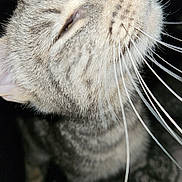 Nala a rejoint le concours — aidez-le/la à gagner de superbes lots ! cat, tabby, close_up, whiskers, nose, finger, pet, animal, domestic_cat, fur, happy, content, indoor, face, cute, mammal, feline, touch, human_hand, blurred_background