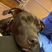 Venom participe au concours pour gagner de l'argent avec cette photo : dog, black_dog, pet, resting, close_up, indoor, blanket, fence, metal_gate, collar, nose, ear, person, leg, comfort, relaxed, brown_eyes, floor, wall, cozy