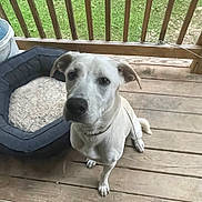 Sable is registered to the contest to win money with this photo: dog, white_dog, pet, animal, porch, wooden_floor, dog_bed, outdoor, grass, fence, leash, canine, looking_up, ears, paw, collar, sitting, pet_bed, domestic_animal, companionship