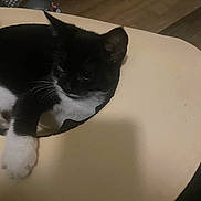 Luna joined the competition — help win amazing prizes! kitten, black_and_white, cat, indoor, curious, feline, young, paw, resting, hole, beige_surface, wooden_floor, pet, animal, cute, whiskers, ears, fur, small, domestic