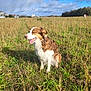 dog, grass, field, outdoor, sunny, happy, sky, clouds, nature, animal, pet, brown_and_white, collar, smiling, sitting, daytime, canine, fur, landscape, open_mouth