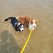 Pascual Stephane participe au concours pour gagner de l'argent avec cette photo : dog, water, leash, wet, animal, pet, outdoor, shallow_water, brown_dog, black_dog, canine, playful, summer, nature, two_dogs, river, curious, standing, adorable, leash_yellow