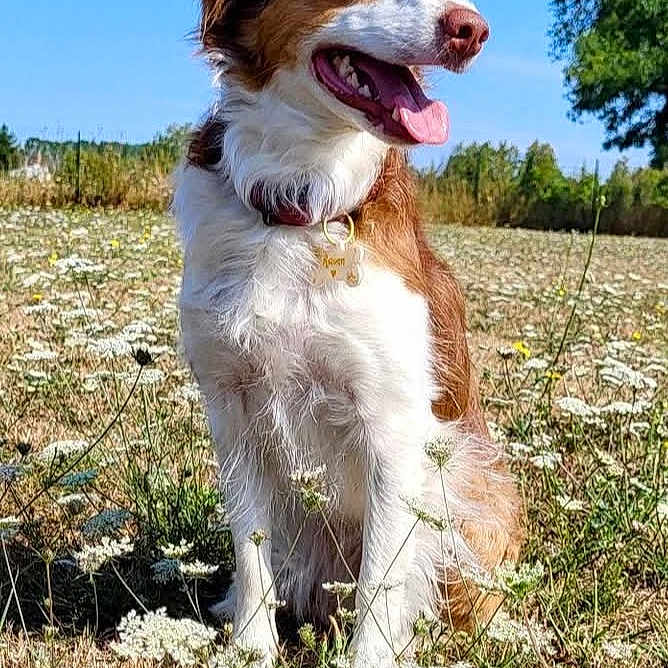 Pascual Stephane participe au concours pour gagner de l'argent avec cette photo : animal, blue_sky, canine, collar, daytime, dog, ears, field, fur, grass, happy, muzzle, nature, outdoor, pet, sitting, smiling, sunny, tongue_out, wildflowers