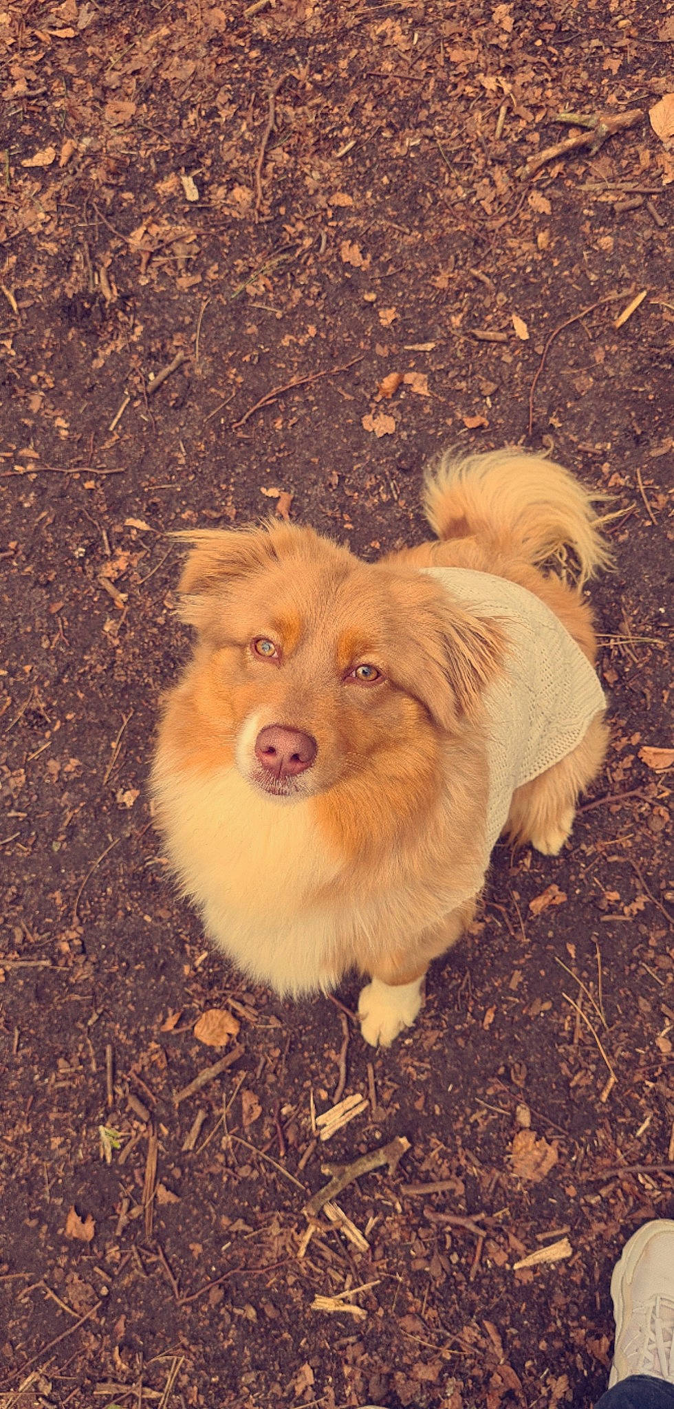 Saphyre participe au concours pour gagner de l'argent avec cette photo : ancient_dog_breeds, canidae, carnivore, companion_dog, dog, dog_breed, fawn, fur, german_spitz, german_spitz_klein, grass, smile, snout, soil, sporting_group, terrestrial_animal, toy_dog, whiskers, working_dog