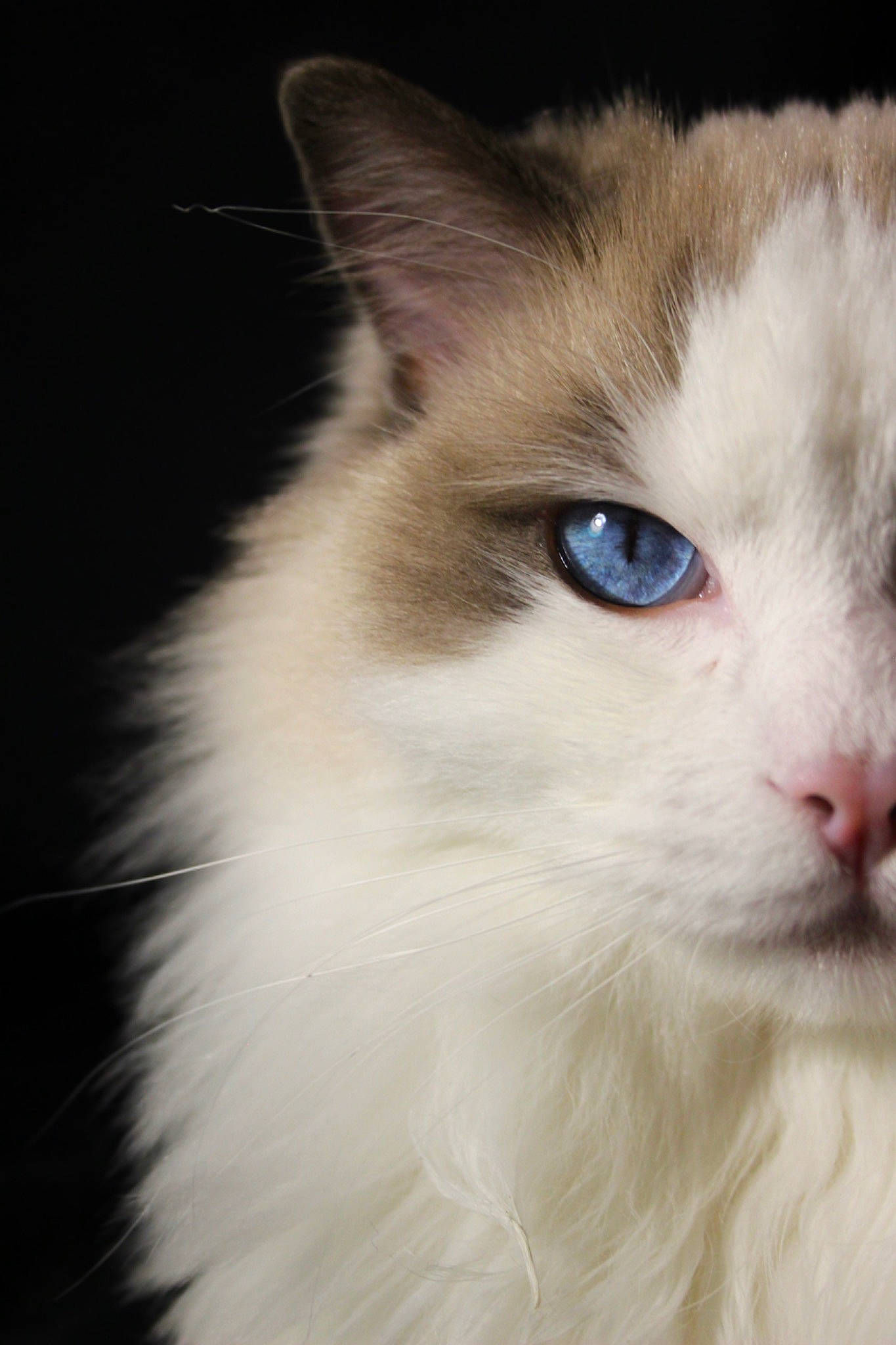 Tiplouf a rejoint le concours — aidez-le/la à gagner de superbes lots ! carnivore, cat, domestic_short_haired_cat, felidae, fur, ragdoll, small_to_medium_sized_cats, snout, terrestrial_animal, whiskers