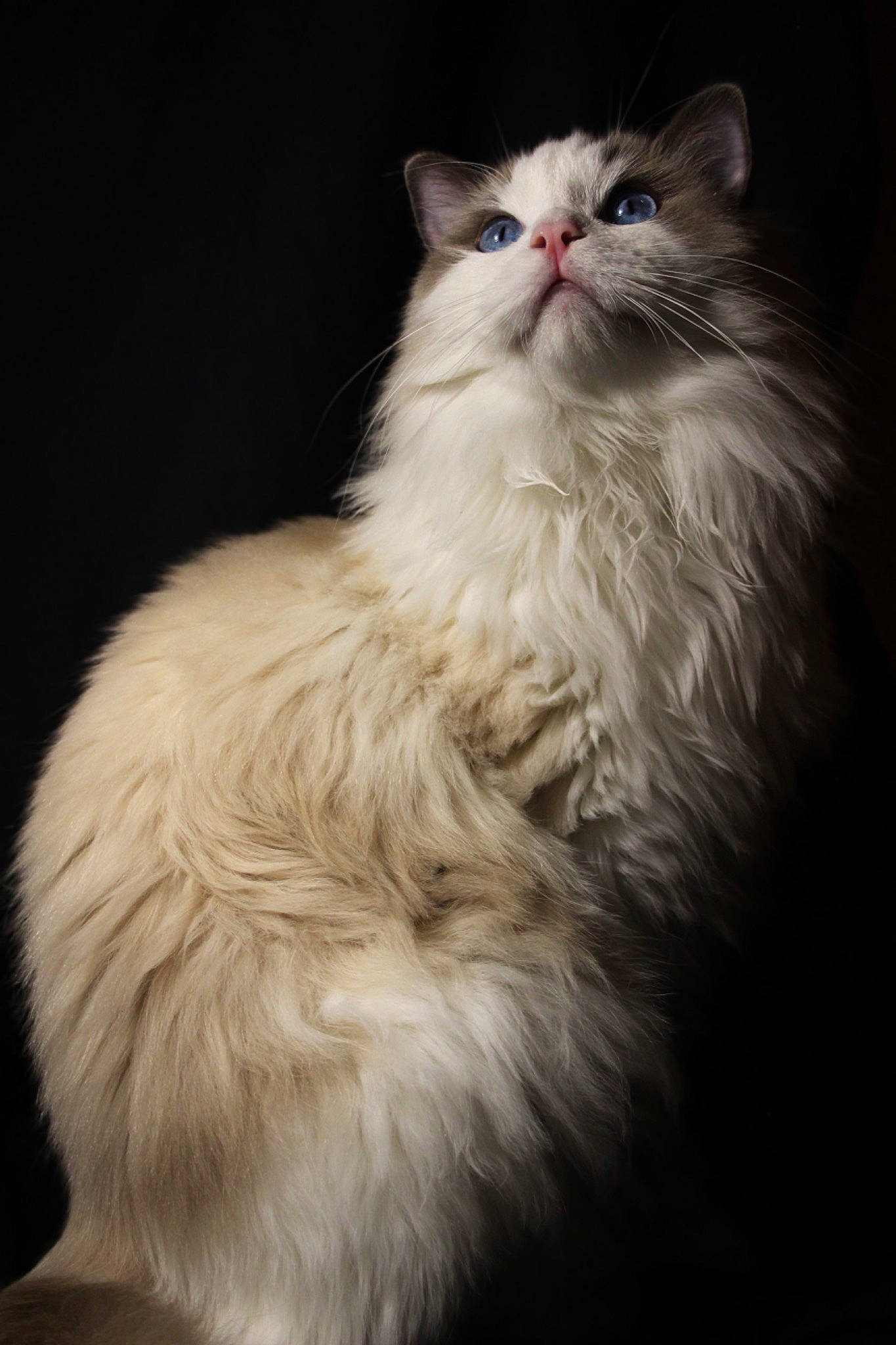 Tiplouf participe au concours pour gagner de l'argent avec cette photo : carnivore, cat, felidae, fur, small_to_medium_sized_cats, snout, terrestrial_animal, whiskers