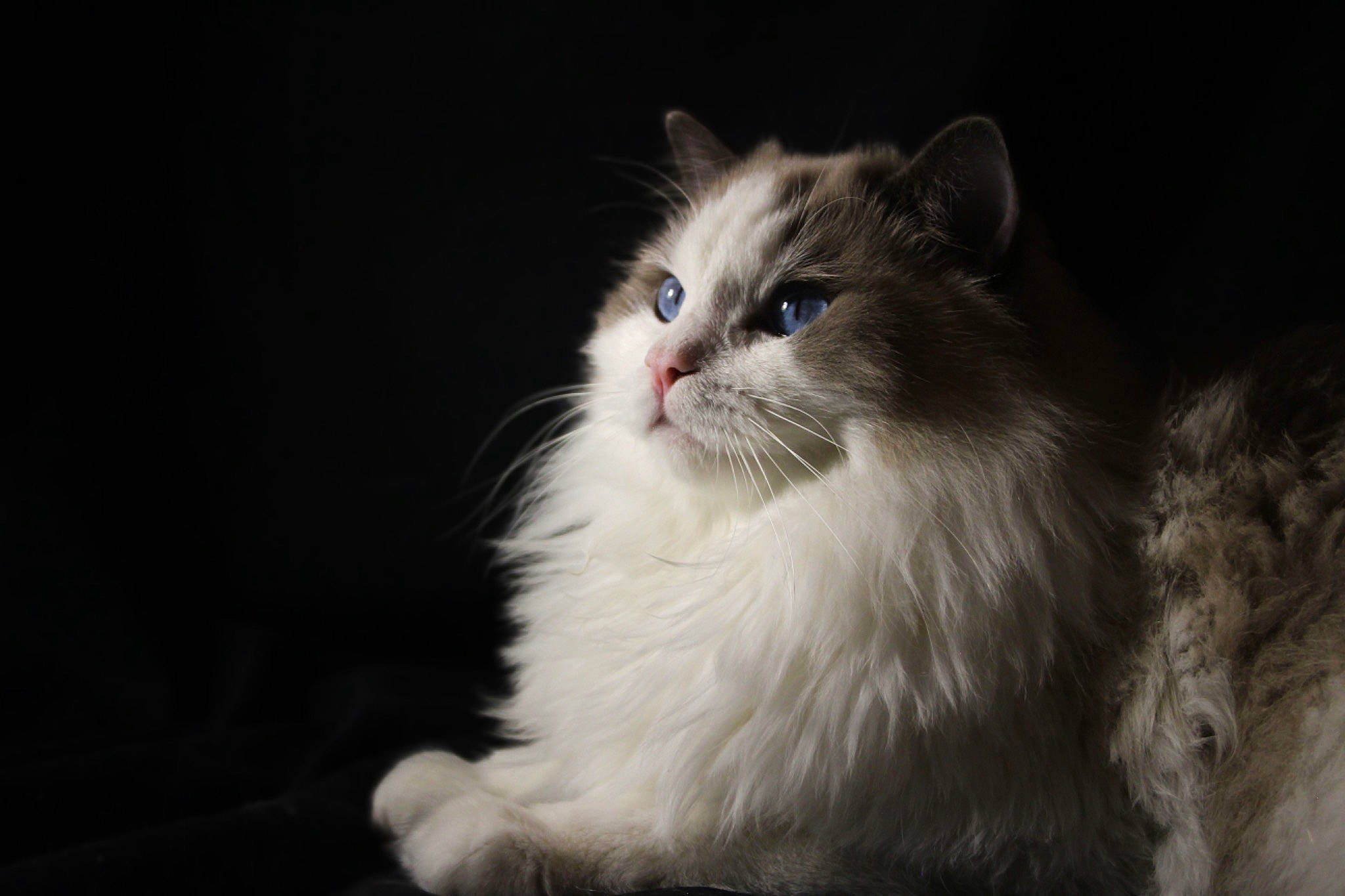 Tiplouf a rejoint le concours — aidez-le/la à gagner de superbes lots ! carnivore, cat, darkness, felidae, fur, small_to_medium_sized_cats, snout, whiskers