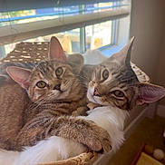 Miso And Mochi is registered to the contest to win money with this photo: cat, tabby_cat, pets, animals, feline, cute, snuggling, basket, indoors, window, sunlight, fur, ears, whiskers, resting, closeup, cozy, companionship, curious, affection