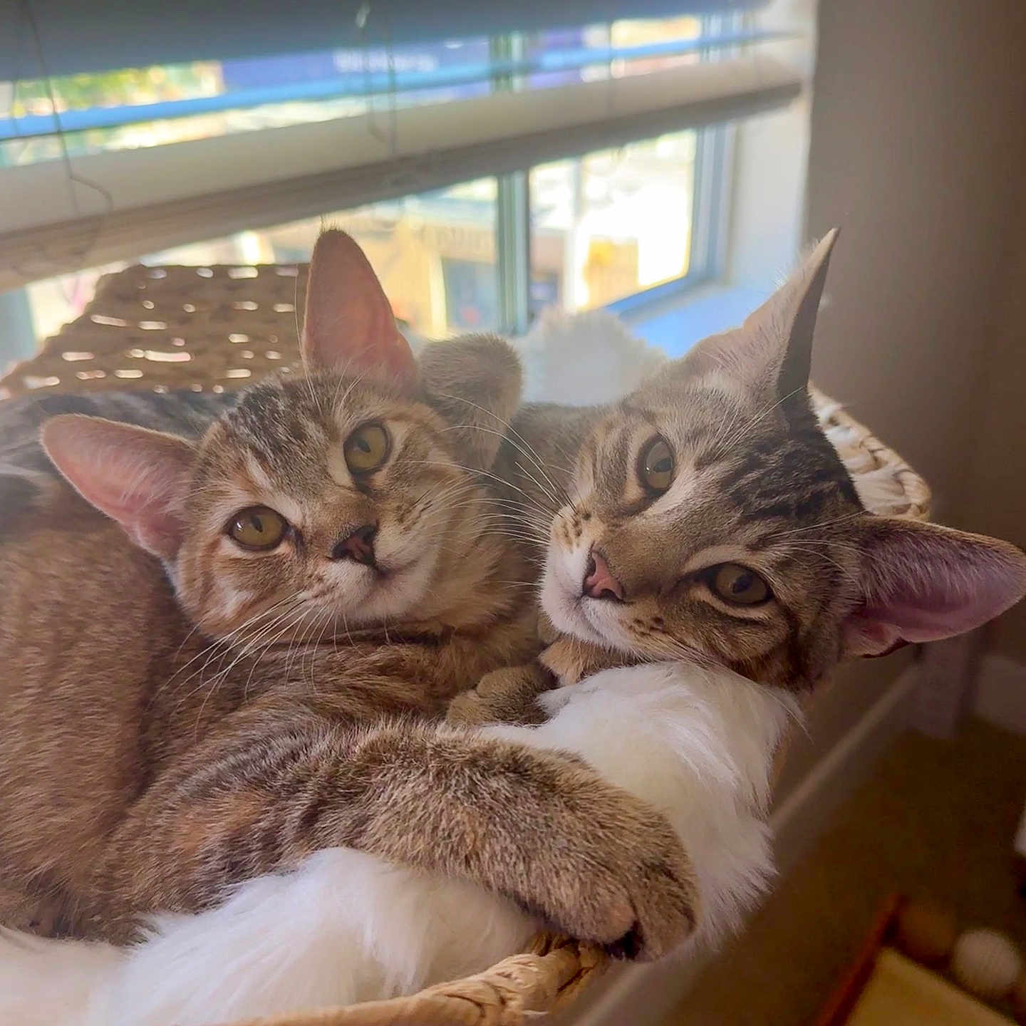 Miso And Mochi